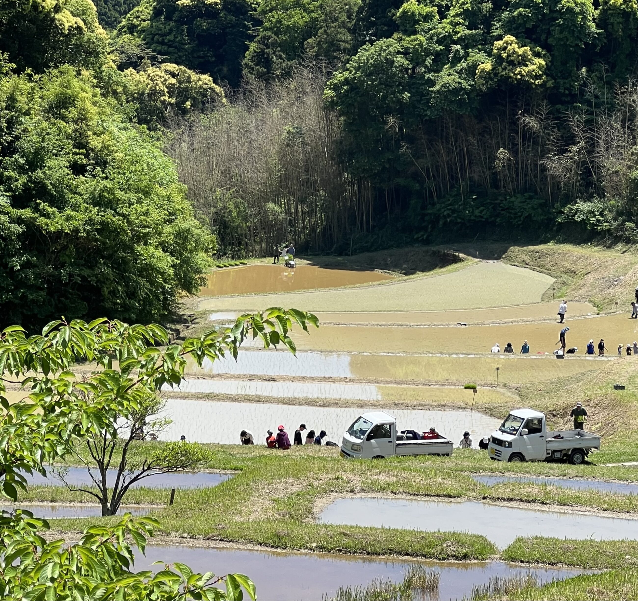 東京湾フェリーで1000年続く鴨川棚田で田植えの初体験と里のMUJIみんなみの里